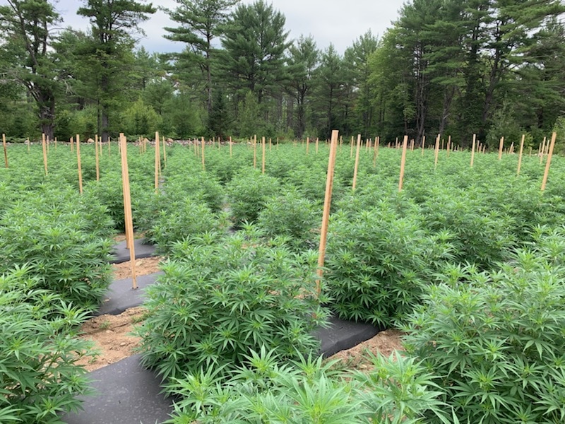 Cannabased Wellness - Maine - 1 Acre