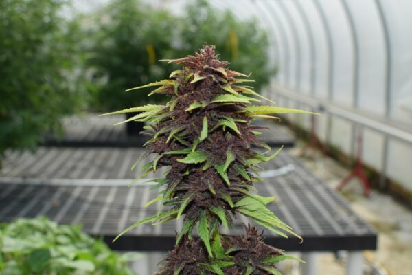 Blackberry Punch Auto