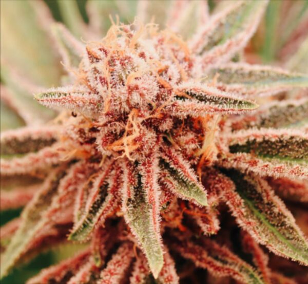 Burn Berry