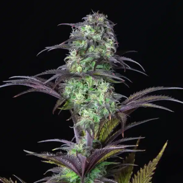 Blueberry Auto - Triangle Seeds